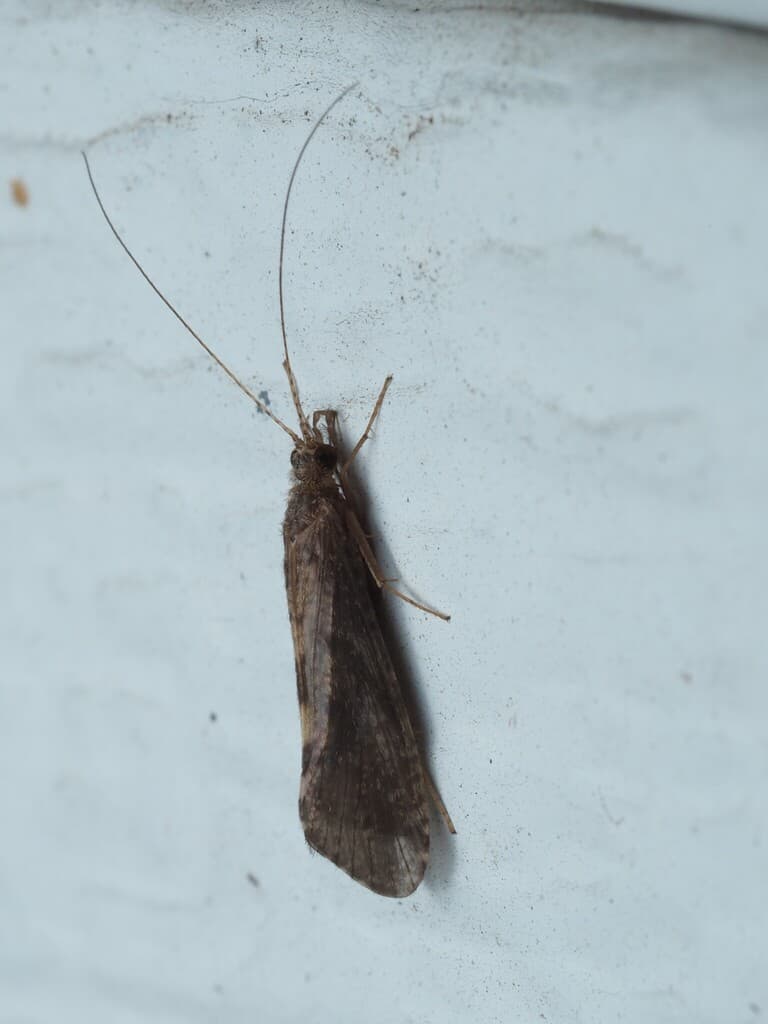 Tan Caddis (Hydropsyche), adult