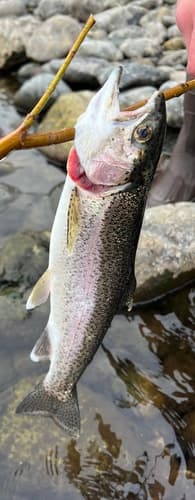 Steelhead, adult