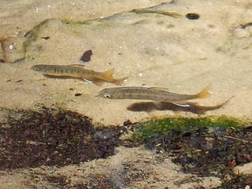 Coho salmon, juvenile