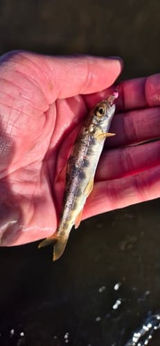 Atlantic salmon, juvenile