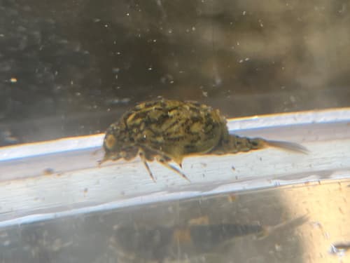Bat Fly (Baetisca carolina), nymph
