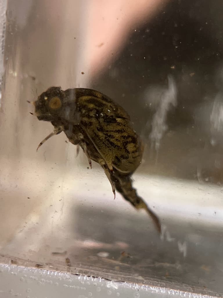 Bat Fly (Baetisca carolina), nymph