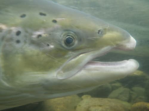 Atlantic salmon