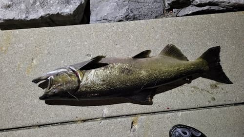 Chinook salmon, adult