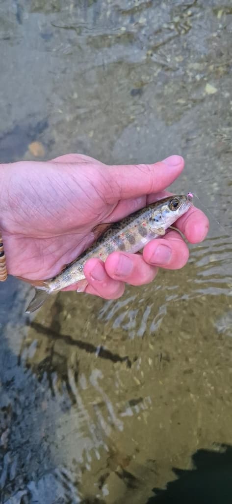 Atlantic salmon, juvenile