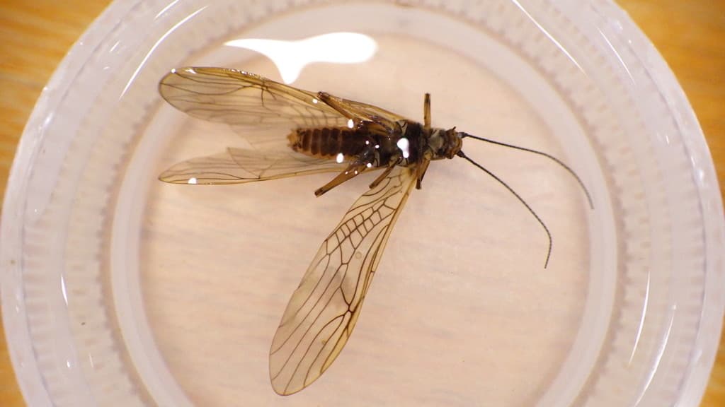 Early Brown Stonefly (Strophopteryx)
