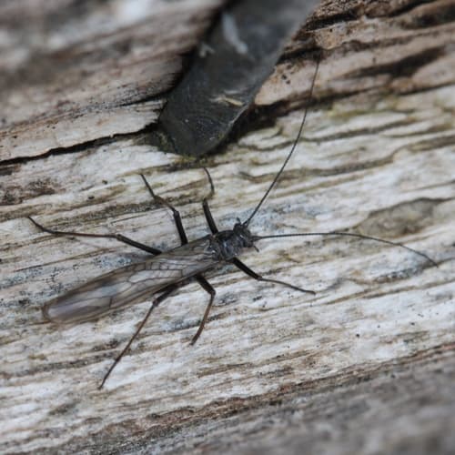 Early Black Stonefly (Taeniopteryx nivalis), adult