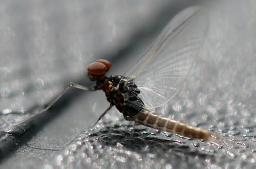 Blue-Winged Olive (Baetis tricaudatus)