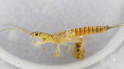 Early Brown Stonefly (Strophopteryx), nymph