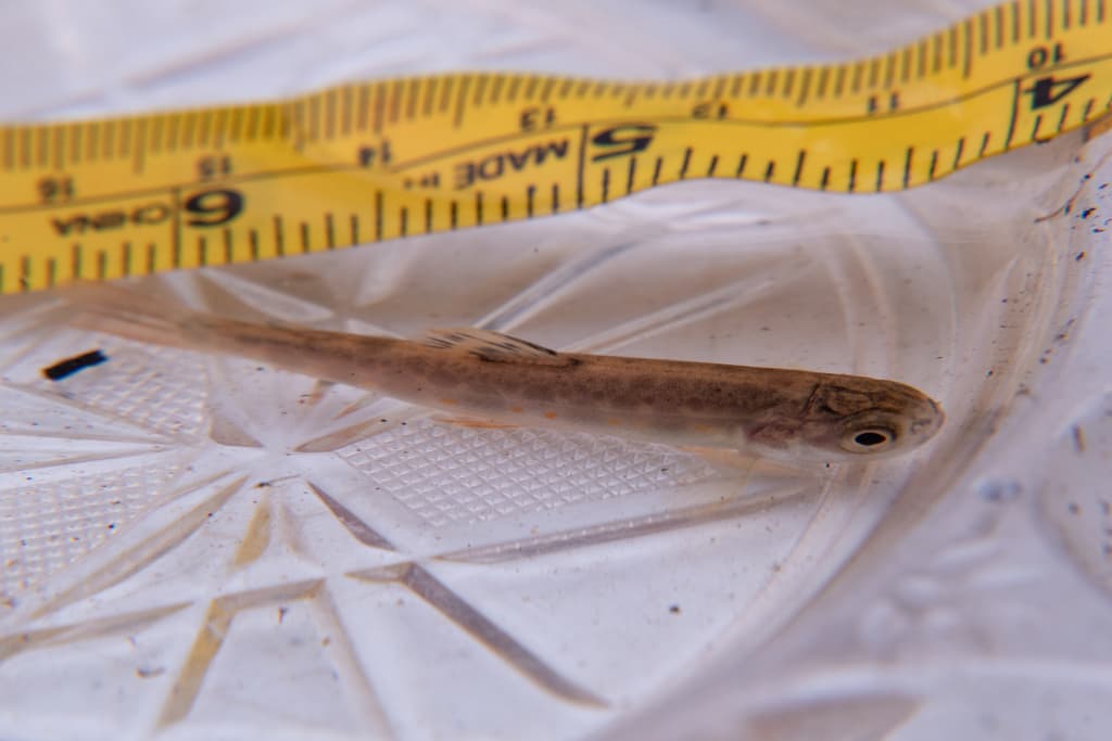 Brook trout, juvenile