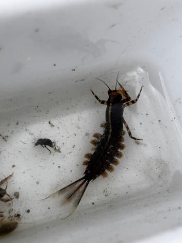 Isonychia (Isonychia bicolor), nymph