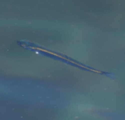 Pink salmon, juvenile