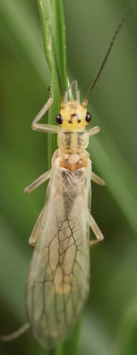 Little Yellow Sally (Isoperla bilineata)