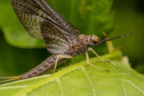 Isonychia (Isonychia bicolor)