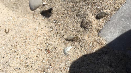 Little Yellow Sally (Isoperla bilineata)