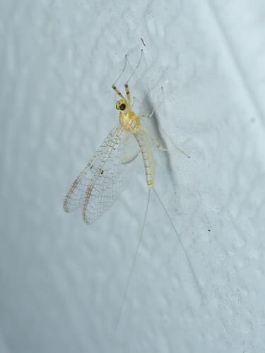 Light Cahill (Stenacron interpunctatum), adult