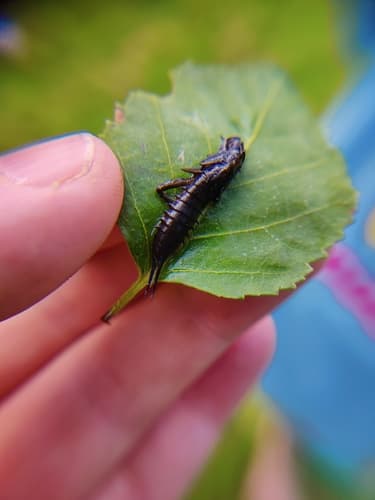 Giant Black Stonefly (Pteronarcys dorsata)