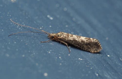 Tan Caddis (Hydropsyche), adult