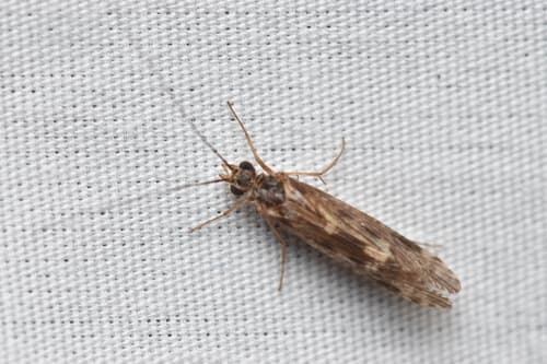 Little Sister Sedge (Cheumatopsyche)
