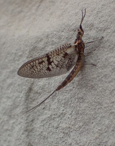 Brown Drake (Ephemera simulans)