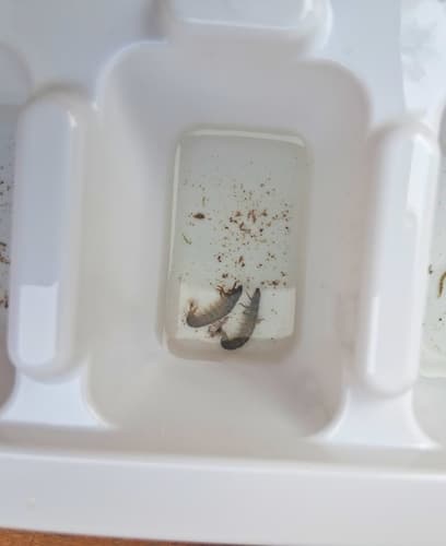 Tan Caddis (Hydropsyche)