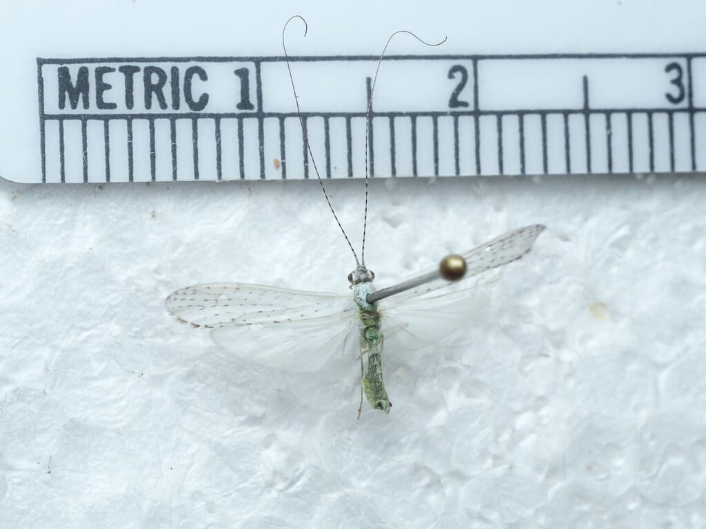 White Miller (Nectopsyche albida), adult