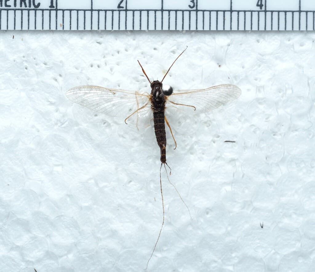Black Quill (Leptophlebia cupida), adult