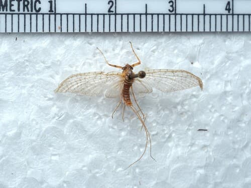 March Brown (Maccaffertium vicarium), adult