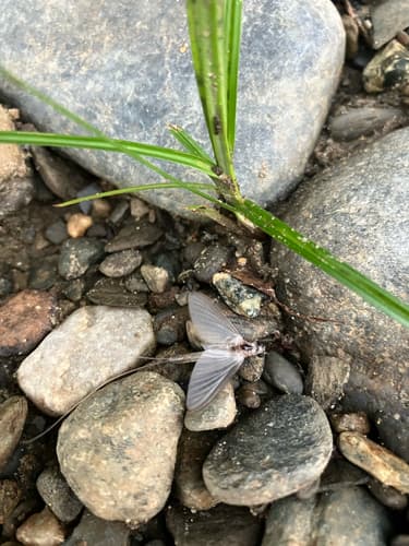 White Fly (Ephoron leukon)