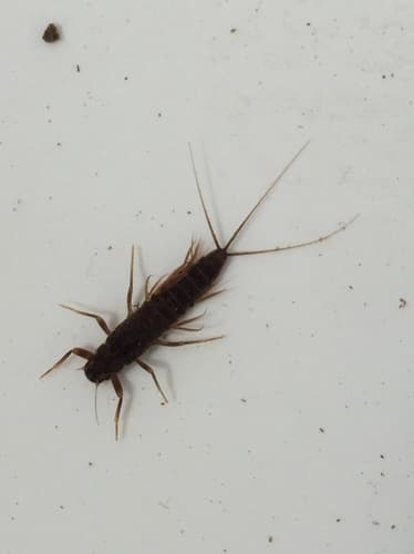 Mahogany Dun (Paraleptophlebia)