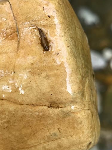 Hendrickson (Ephemerella subvaria)