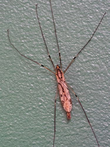 Crane Fly (Platytipula)