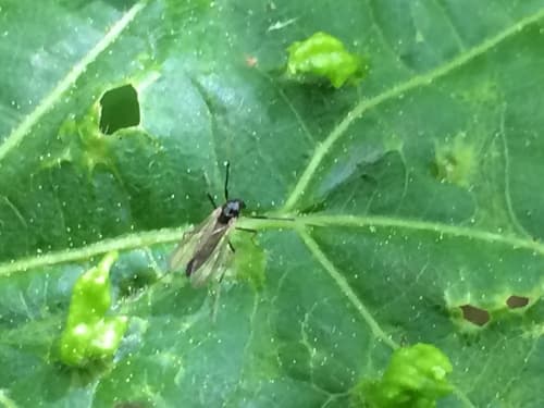 Midge (Procladius bellus)