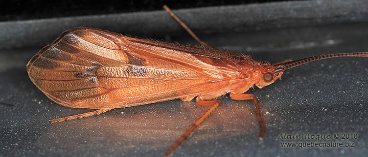October Caddis (Pycnopsyche guttifera)