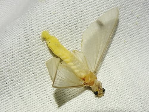 White Fly (Ephoron leukon)