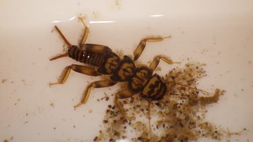 Golden Stonefly (Acroneuria lycorias)