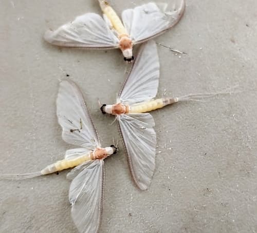 White Fly (Ephoron leukon)