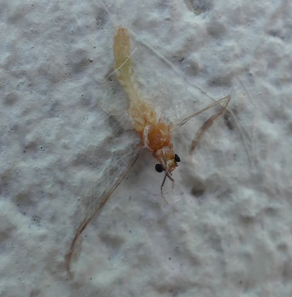 White Fly (Ephoron leukon)