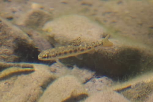 Steelhead, juvenile