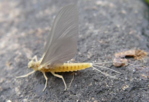 Sulphur (Ephemerella invaria)