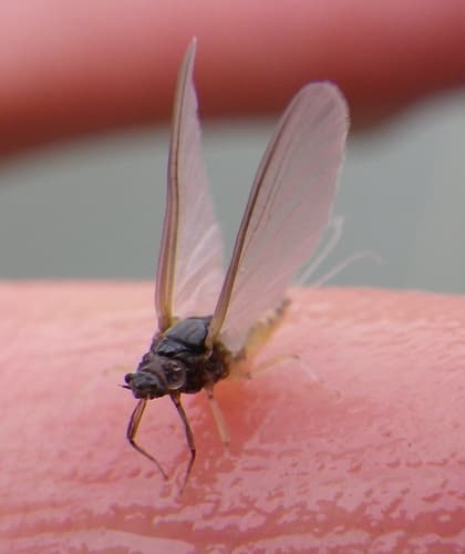 Trico (Tricorythodes)
