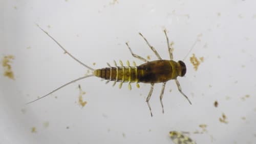Tiny Blue-Winged Olive (Acentrella turbida), nymph