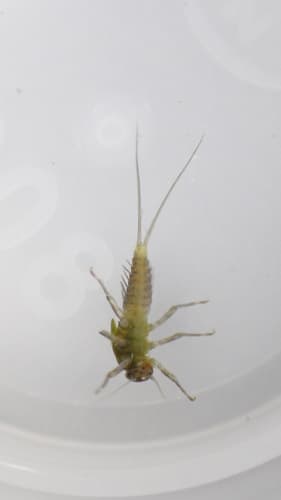 Tiny Blue-Winged Olive (Acentrella turbida)
