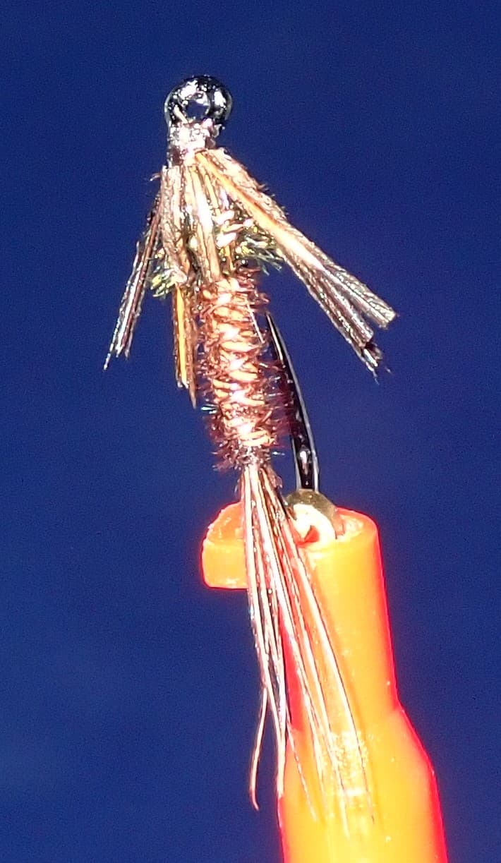 Pheasant Tail Nymph reference photo